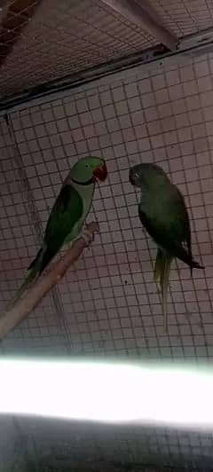 raw breeder pair