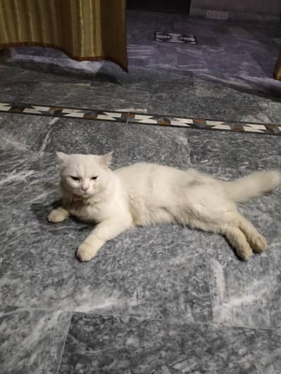 triple coat Persian cat for sale