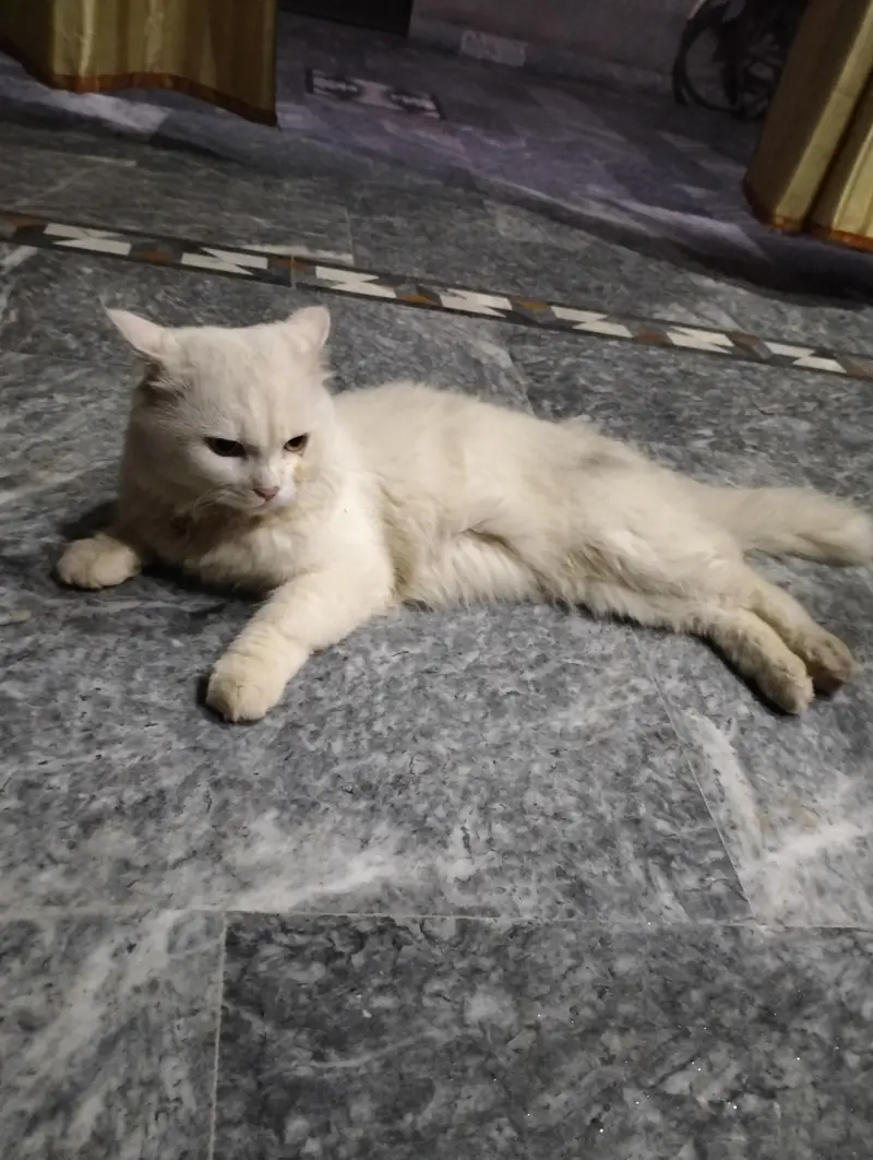 triple coat Persian cat for sale — photo 2