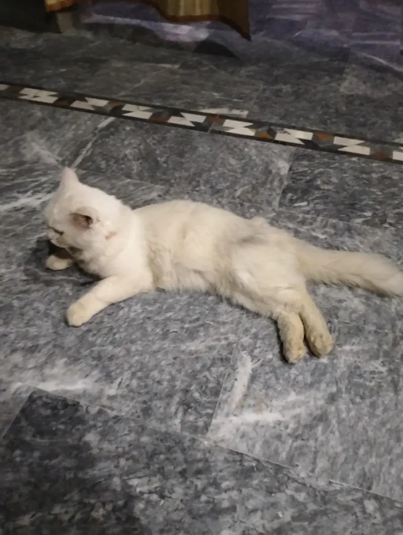 triple coat Persian cat for sale — photo 3