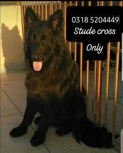 not for sale only crose