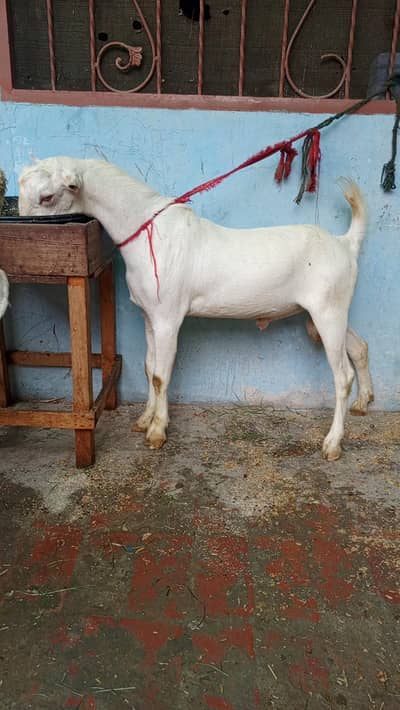tadda for sale