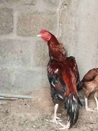 Urgent sale Need Cash