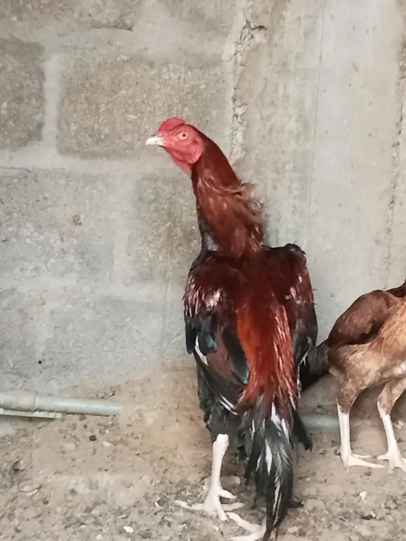 Urgent sale Need Cash — photo 2