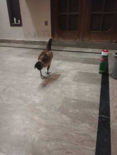 Aseel Hen For sale.