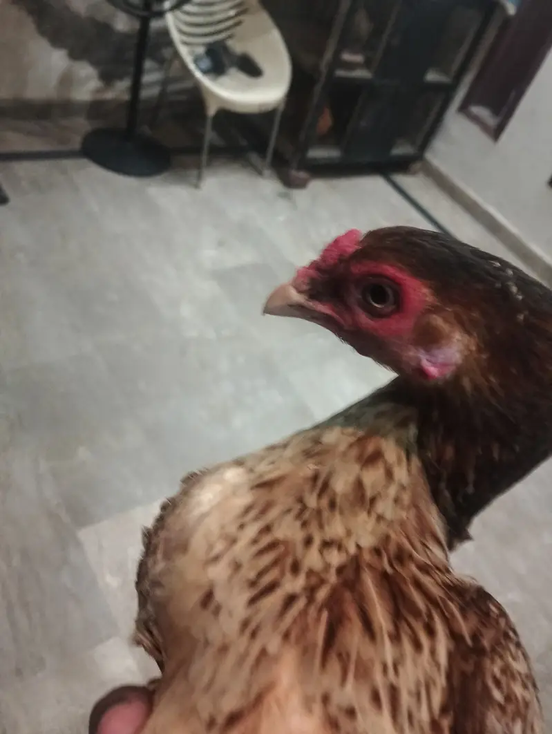 Aseel Hen For sale. — photo 2