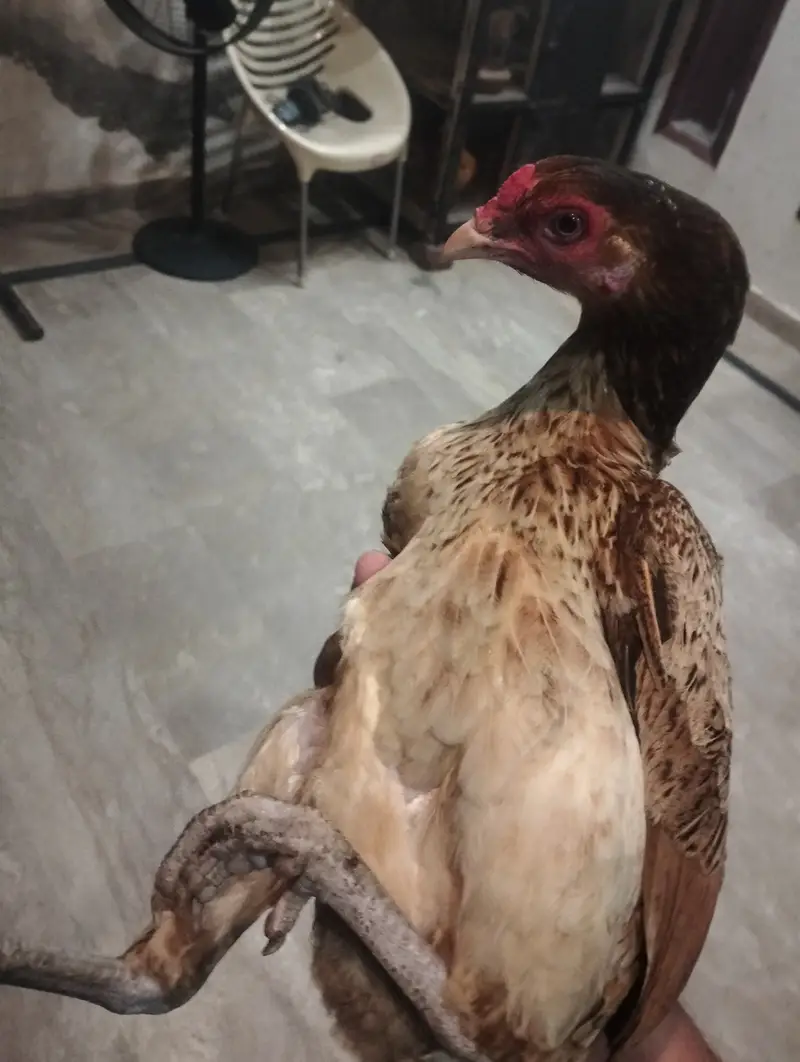 Aseel Hen For sale. — photo 3