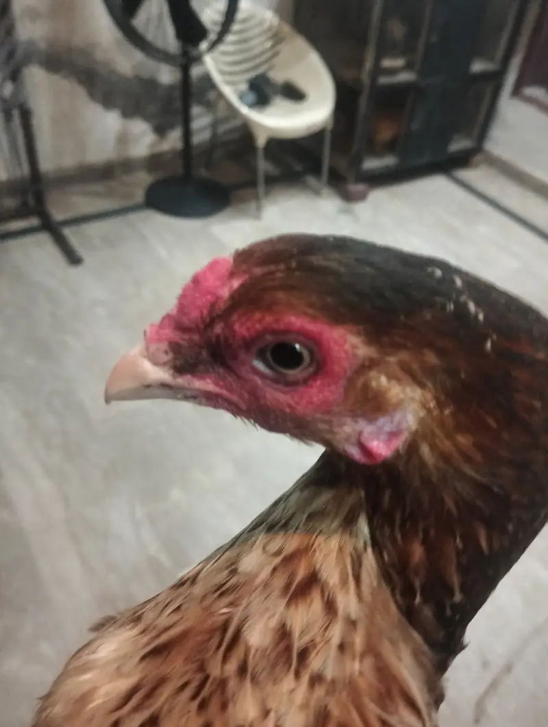 Aseel Hen For sale. — photo 4