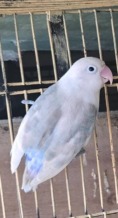 Love bird