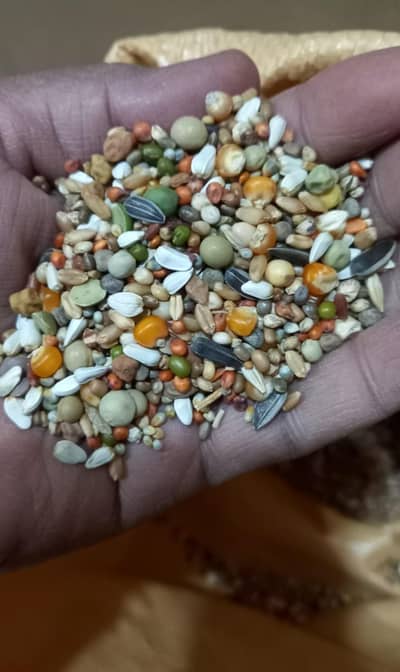 Peigons mix seed