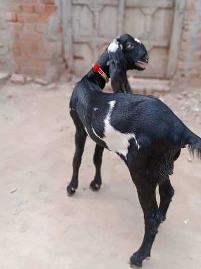 kali dabi amertasri path for sale Homebreed