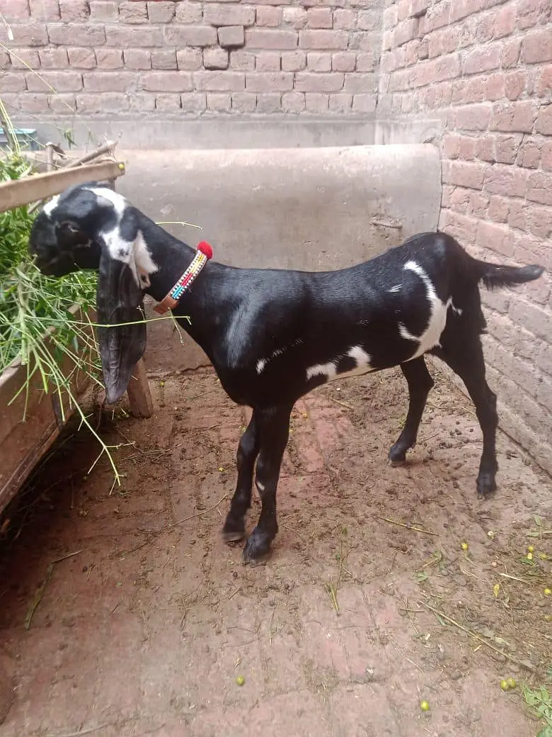 kali dabi amertasri path for sale Homebreed — photo 2