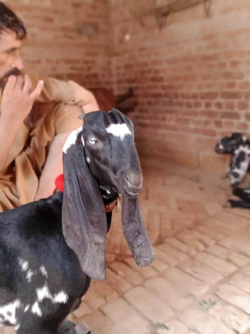 kali dabi amertasri path for sale Homebreed — photo 4