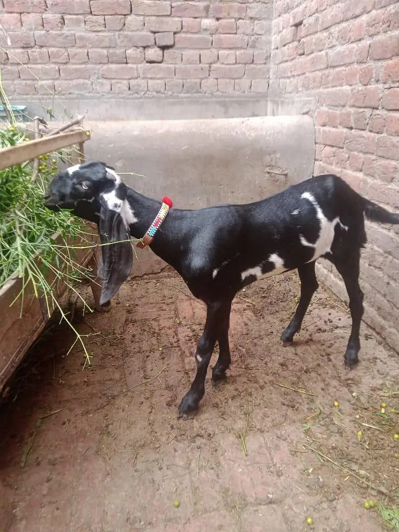 kali dabi amertasri path for sale Homebreed — photo 5