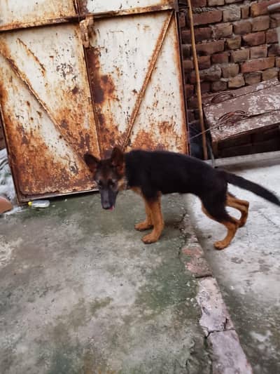 high quality stock hair female puppy AVLRs3
