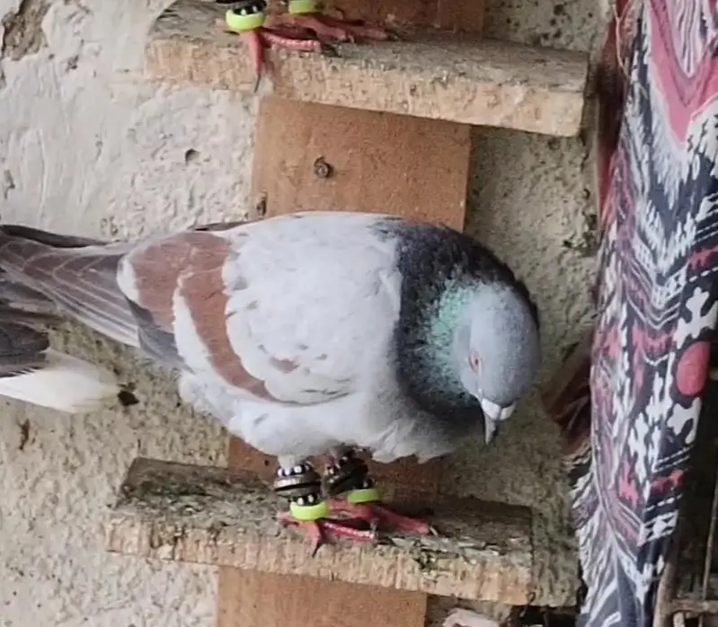 black female gandydar reshampari and Lalband female