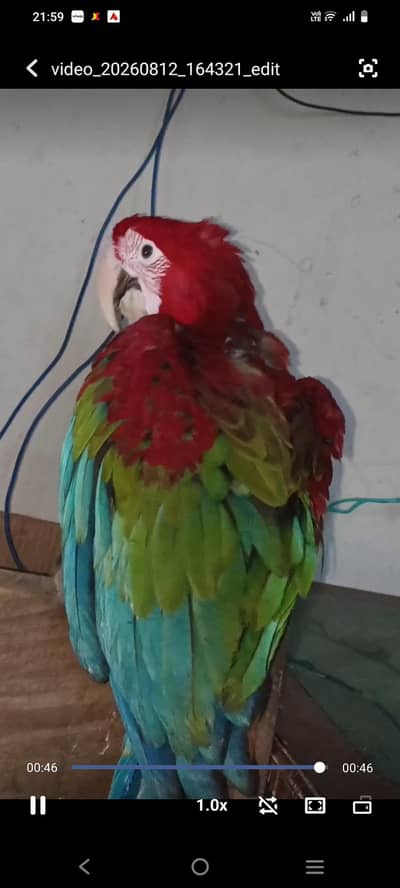 Green wing Macaw