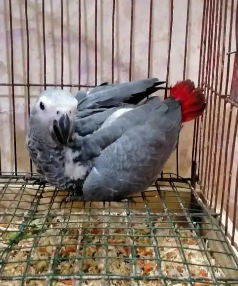 African grey parrot 5 month age contact my WhatsApp 03296496361 — photo 2