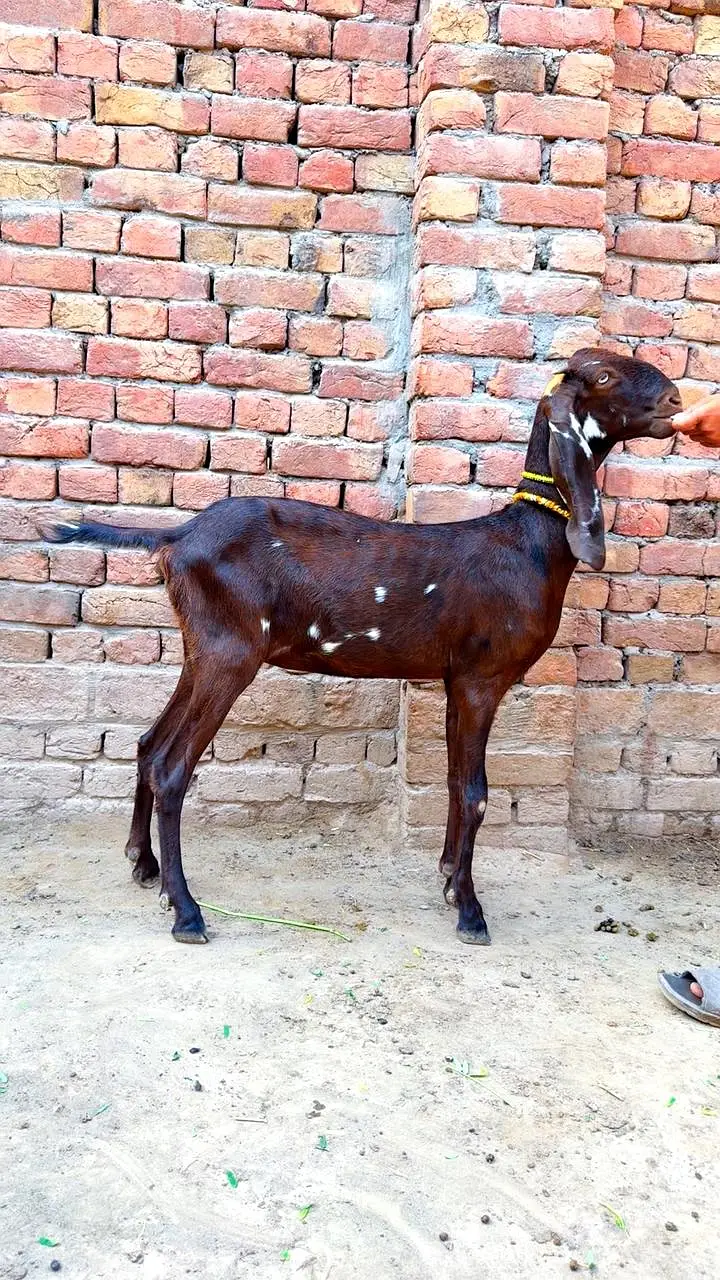 Nagri Path