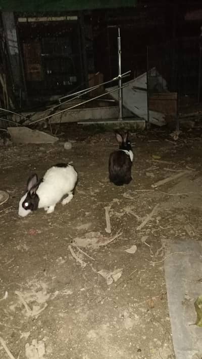 Desi rabbit pair