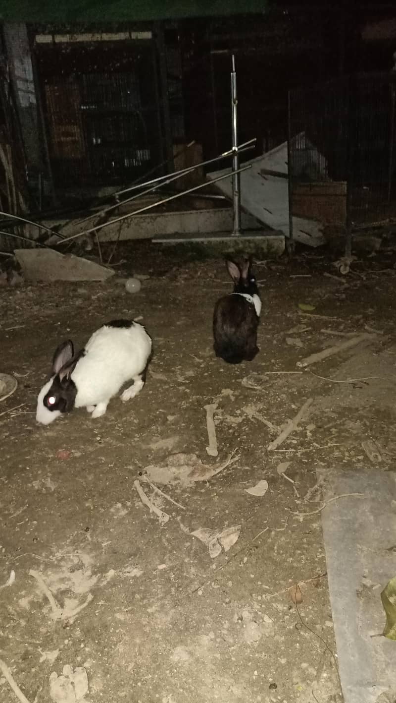 Desi rabbit pair 0