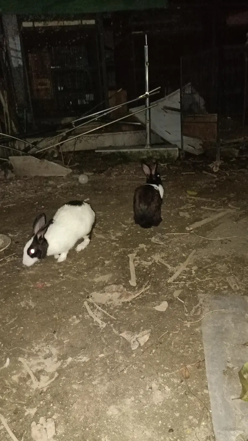 Desi rabbit pair