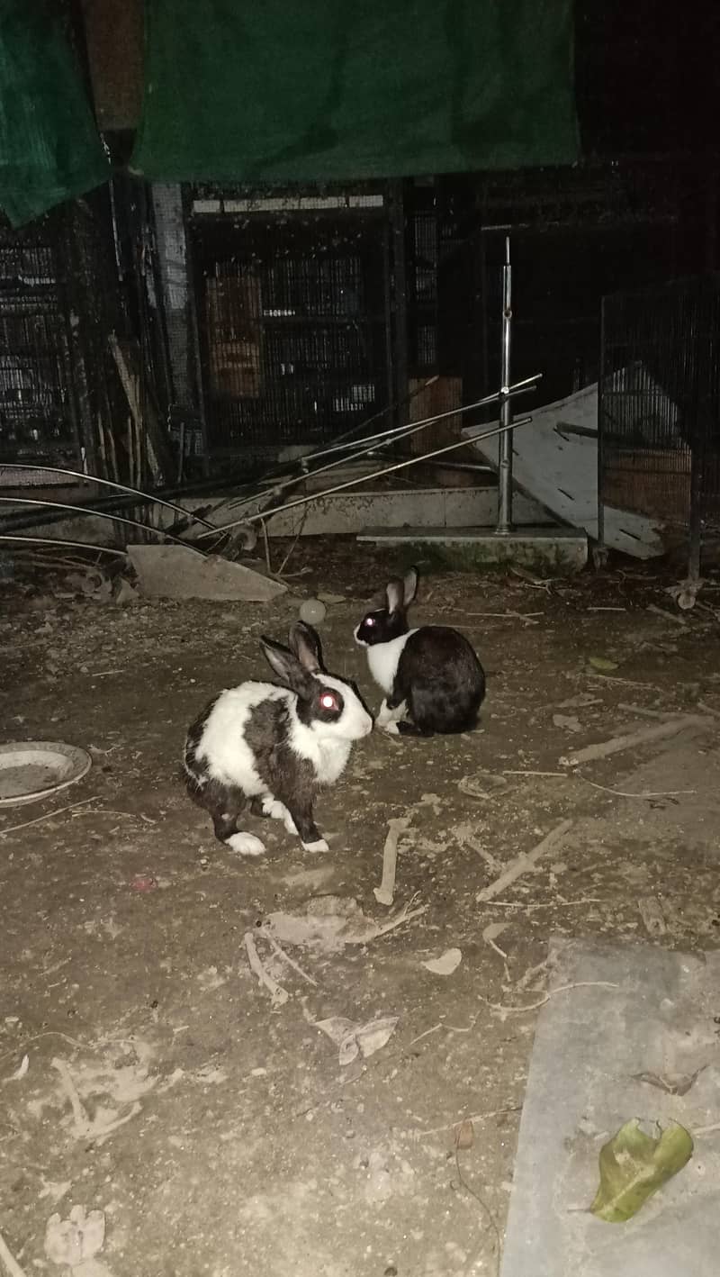 Desi rabbit pair 1