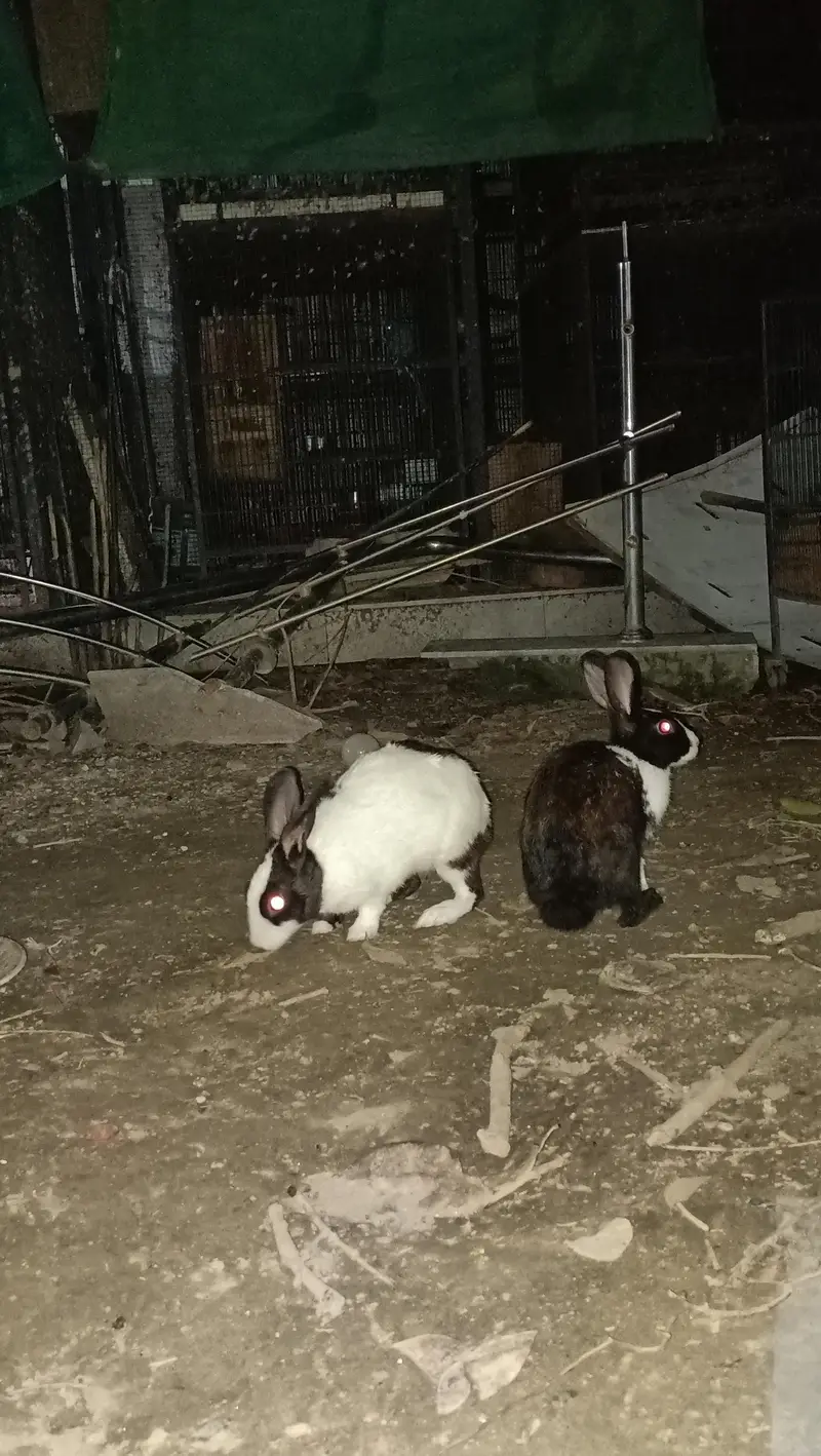 Desi rabbit pair — photo 3
