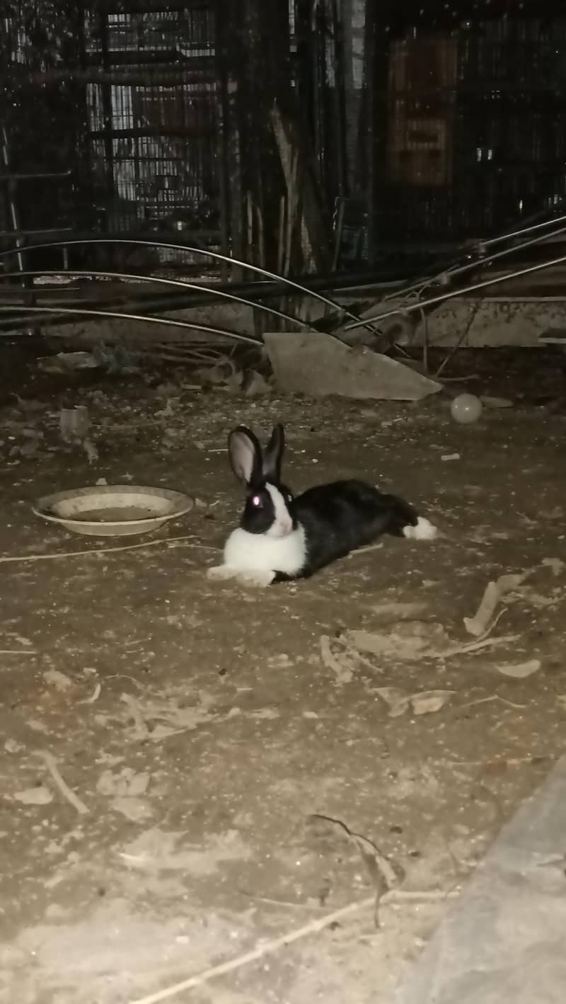 Desi rabbit pair 3