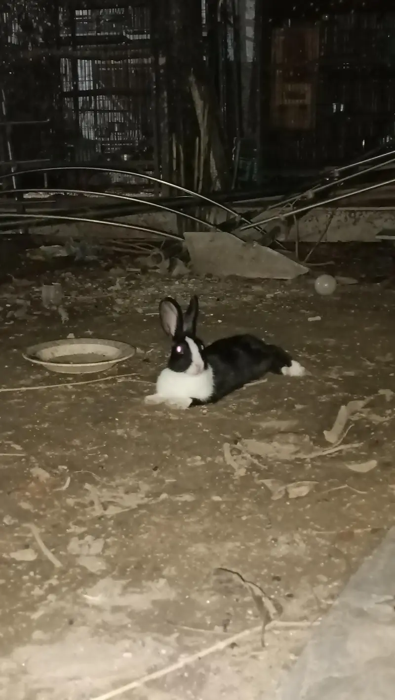 Desi rabbit pair — photo 4