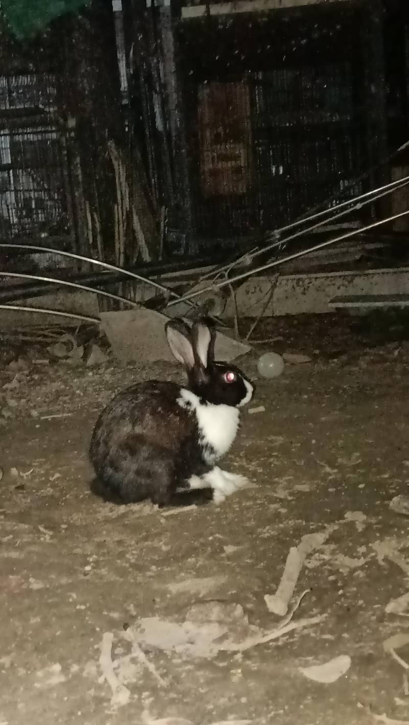 Desi rabbit pair 4