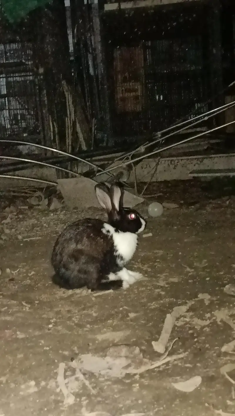 Desi rabbit pair — photo 5