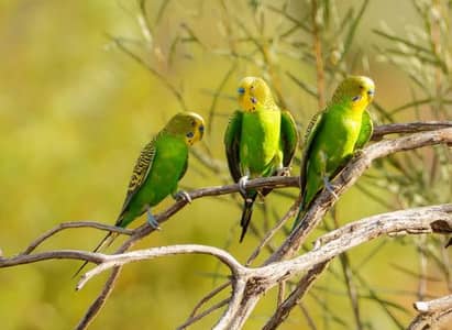 parrots for sale