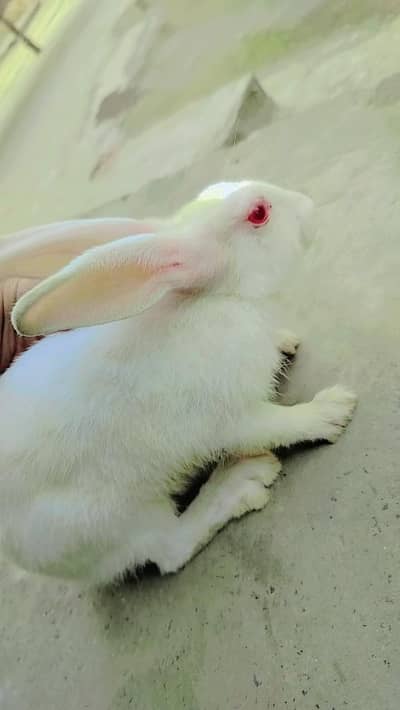 White Irani rabbit forsale
