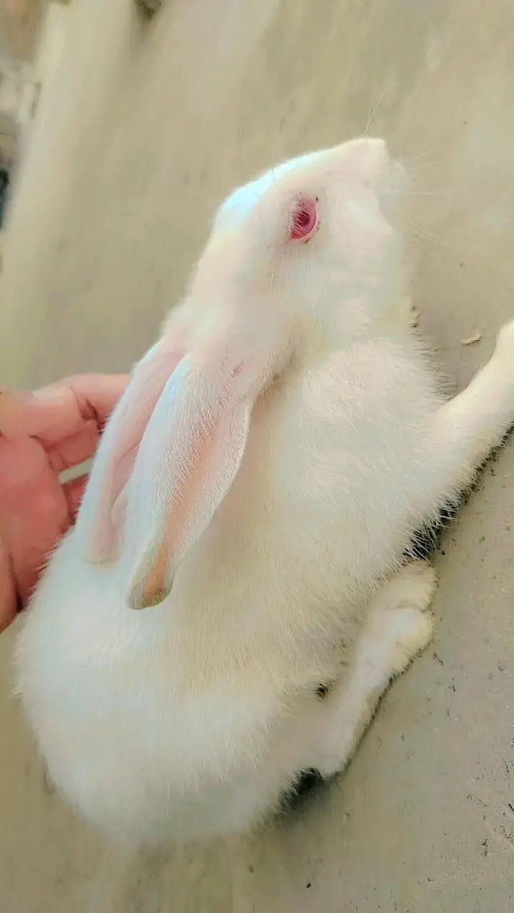 White Irani rabbit forsale — photo 2