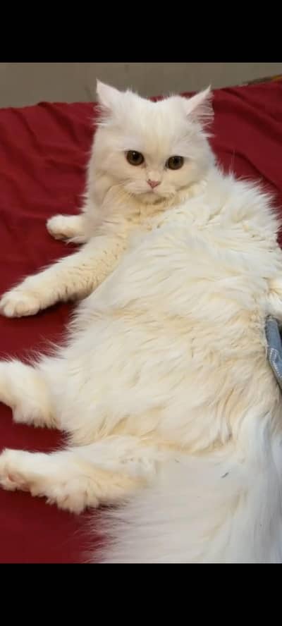 Persian cat