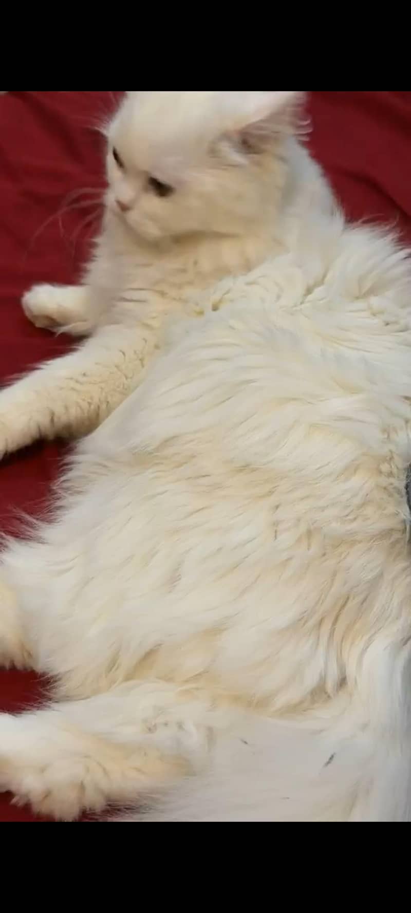 Persian cat 1