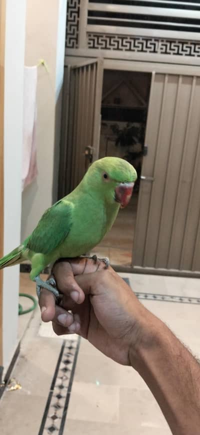 ringneck parrots pair