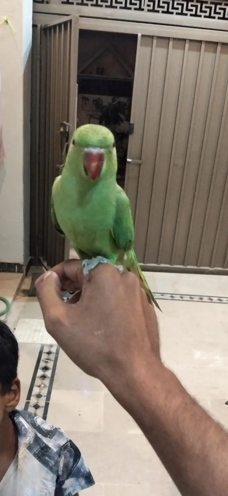 ringneck parrots pair — photo 2