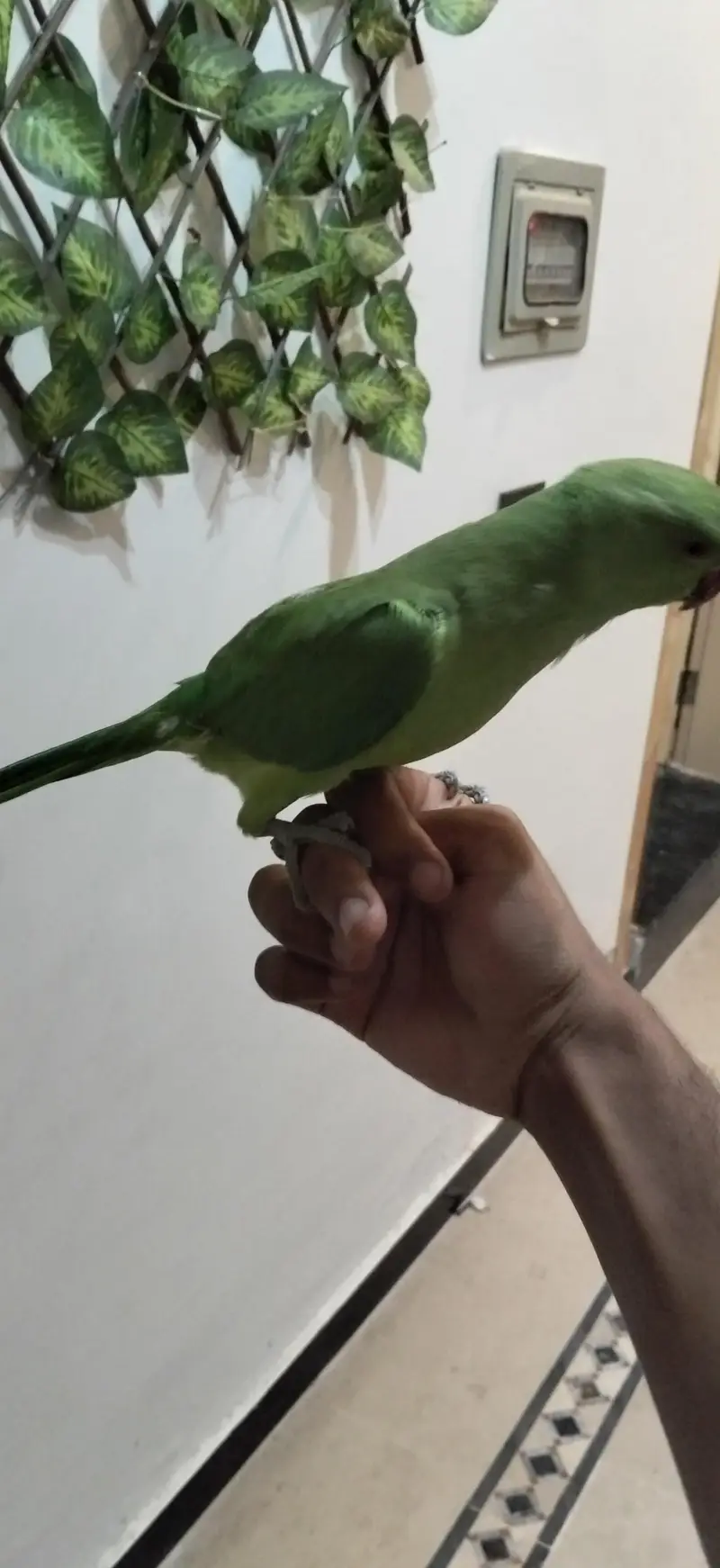 ringneck parrots pair — photo 3