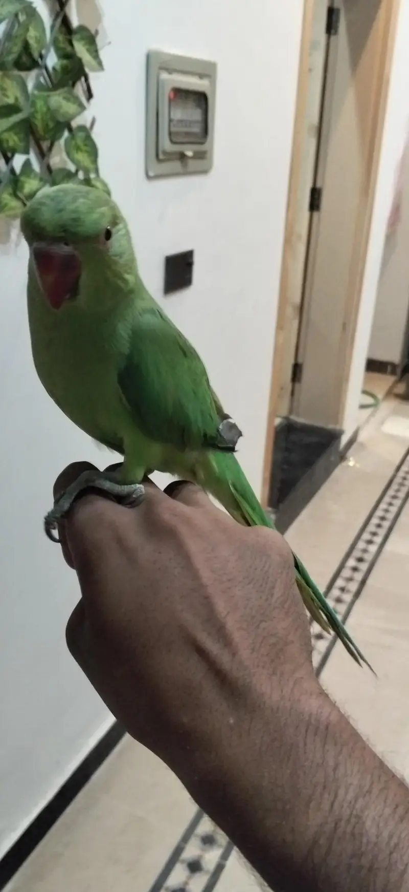 ringneck parrots pair — photo 4