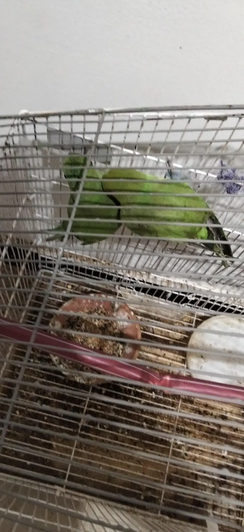 ringneck parrots pair — photo 5