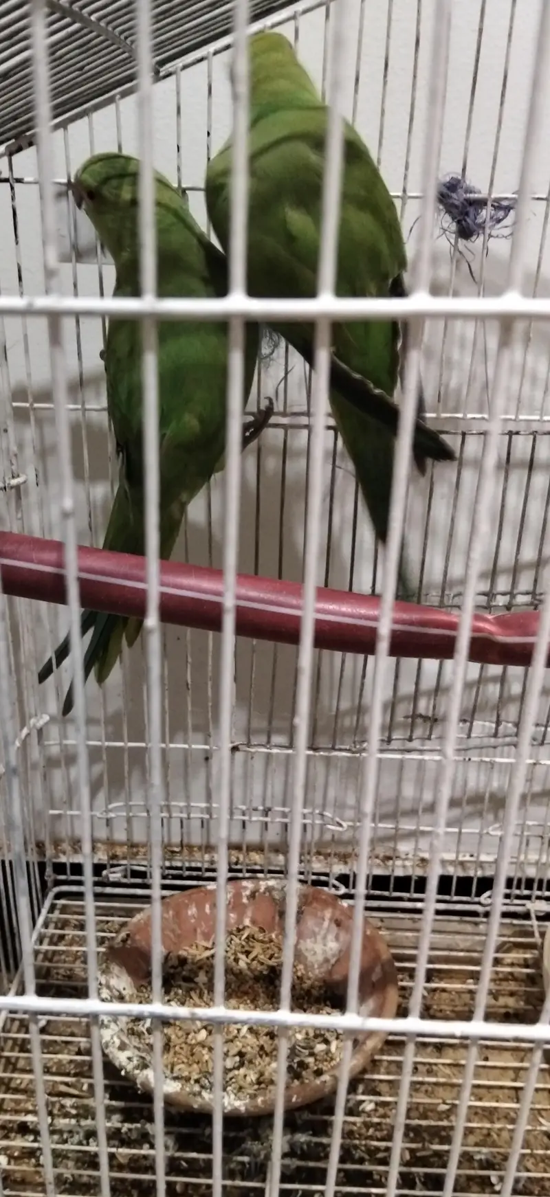 ringneck parrots pair — photo 6