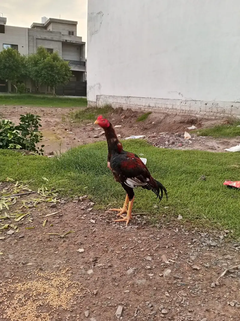 aseel maiwali patha 5-5age murgi anday dy rai ha healthy active — photo 11
