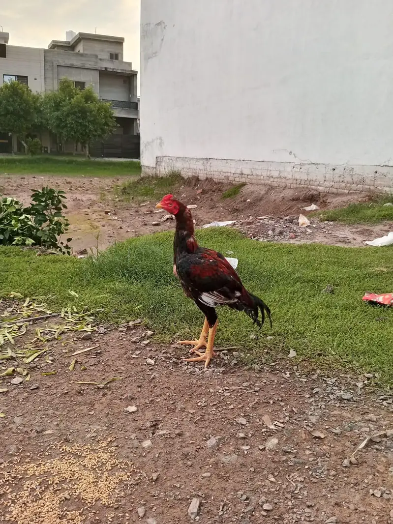 aseel maiwali patha 5-5age murgi anday dy rai ha healthy active — photo 12