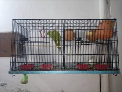 Albino and creamano and lutino pairs and 1 pair of green parrot
