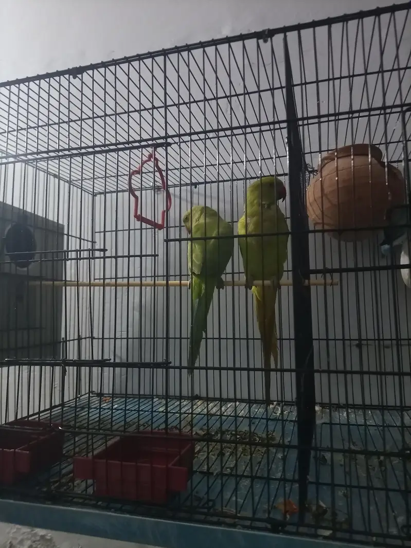 Albino and creamano and lutino pairs and 1 pair of green parrot — photo 2