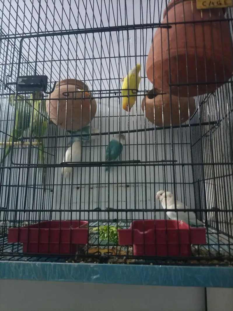 Albino and creamano and lutino pairs and 1 pair of green parrot — photo 3