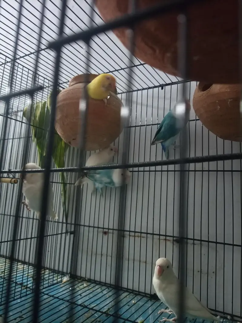 Albino and creamano and lutino pairs and 1 pair of green parrot — photo 4