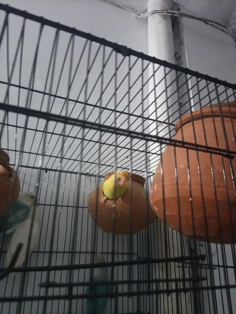 Albino and creamano and lutino pairs and 1 pair of green parrot — photo 5